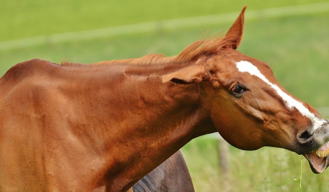 How Much Bitch Are You Bringing To The Barn?