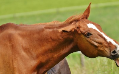 How Much Bitch Are You Bringing To The Barn?