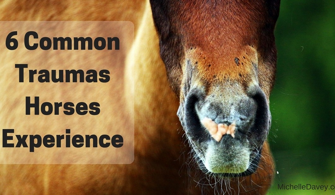 6 Traumas That Could Be Affecting The Current Health Of Your Horse