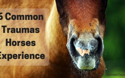 6 Traumas That Could Be Affecting The Current Health Of Your Horse