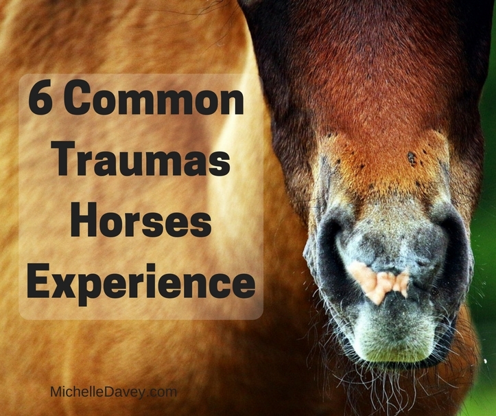 6 Common Traumas Horses Experience