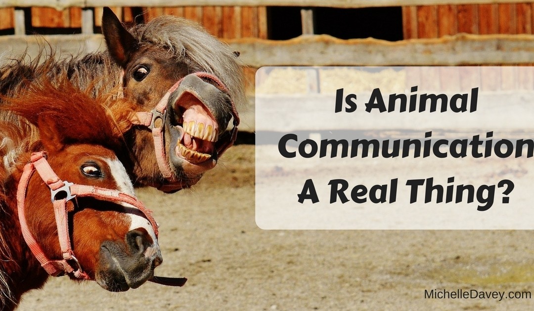 Is Animal Communication A Real Thing?