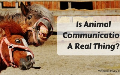 Is Animal Communication A Real Thing?