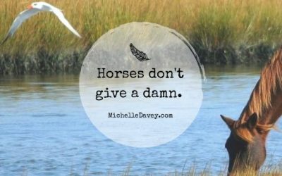 Horses Don’t Give A Damn